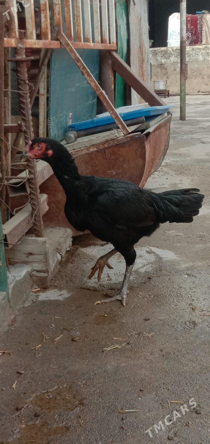 Taskent towyk - Garadamak - img 5