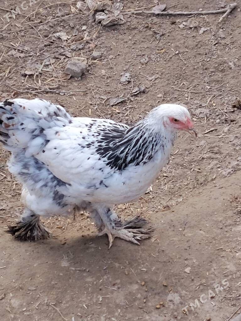 towuk brama - Кипджак - img 4