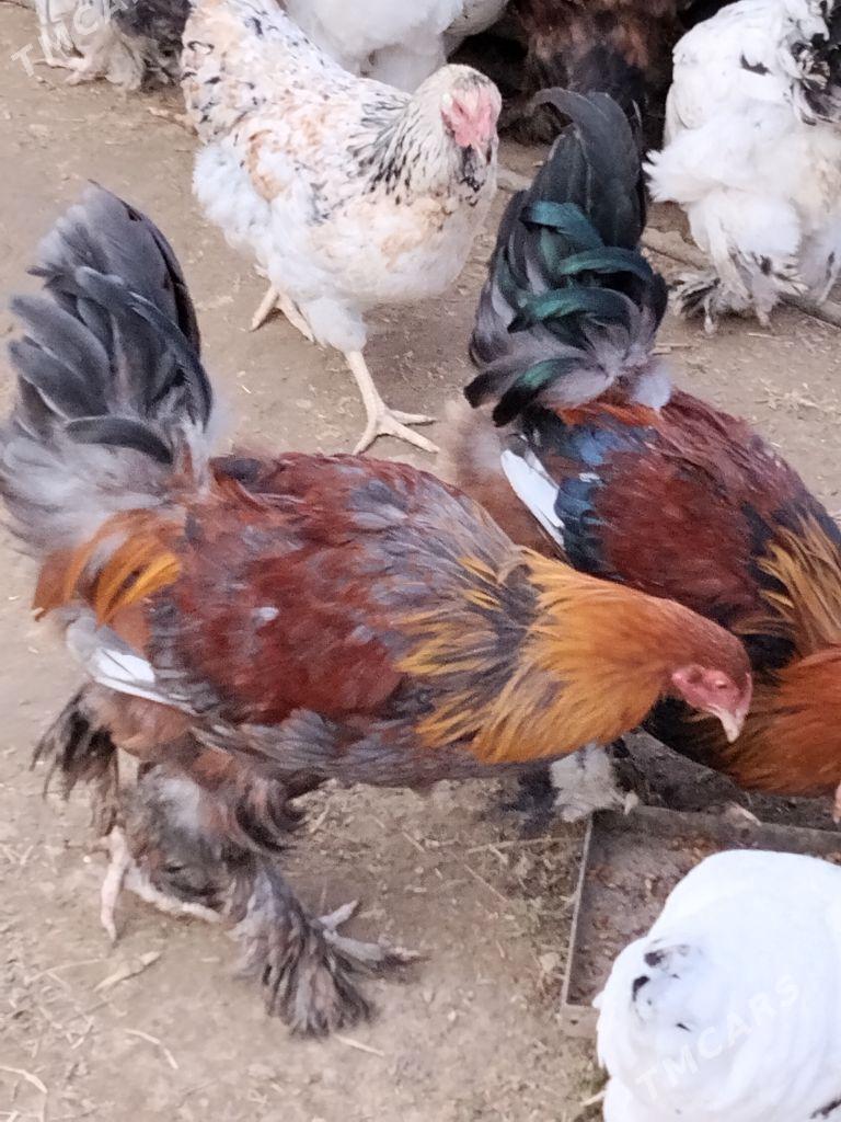 towuk brama - Кипджак - img 3