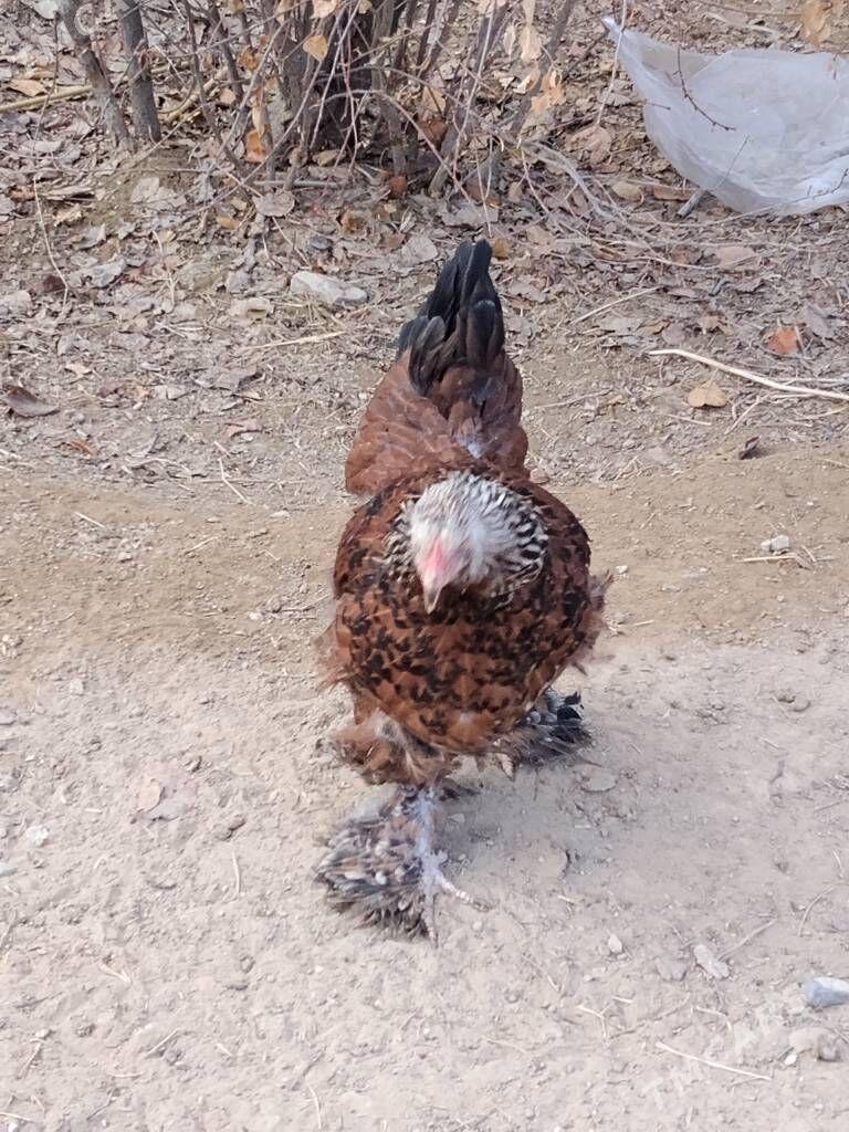 towuk brama - Кипджак - img 2