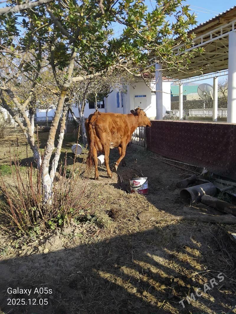 Göleli sygyr - Джебел - img 3