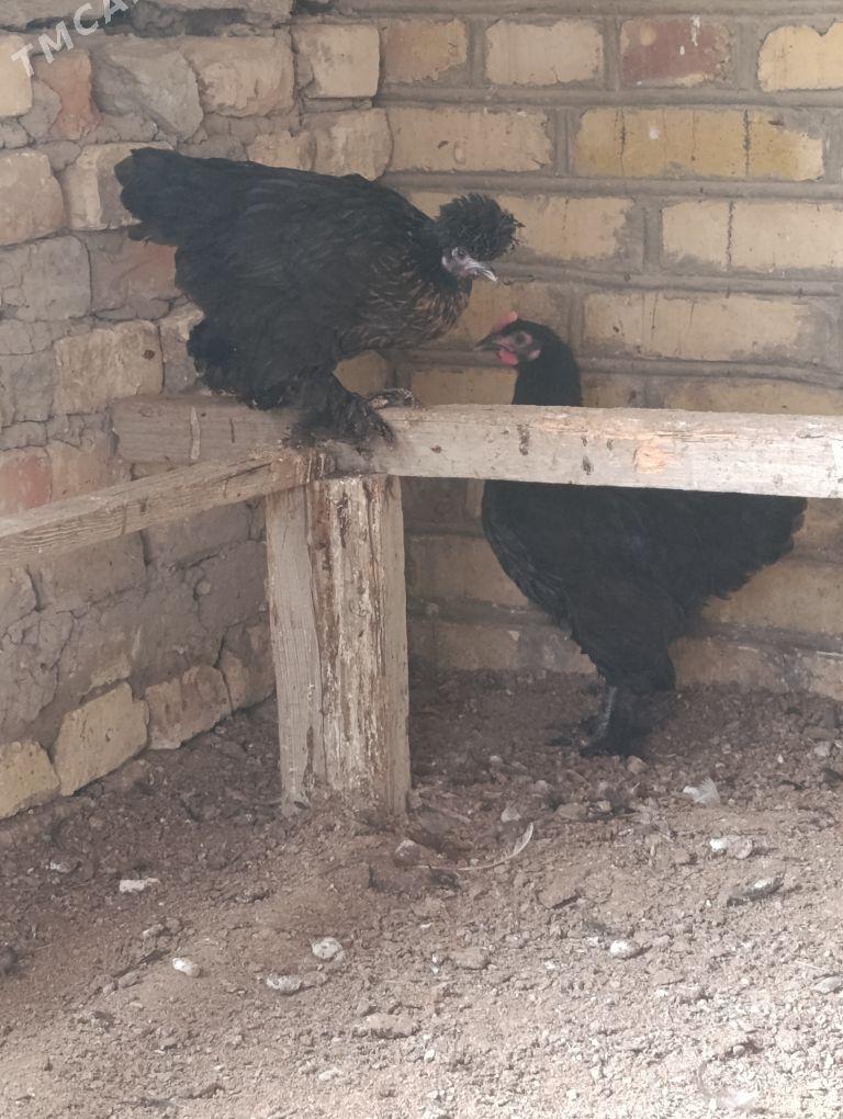 Товык - Мары - img 3