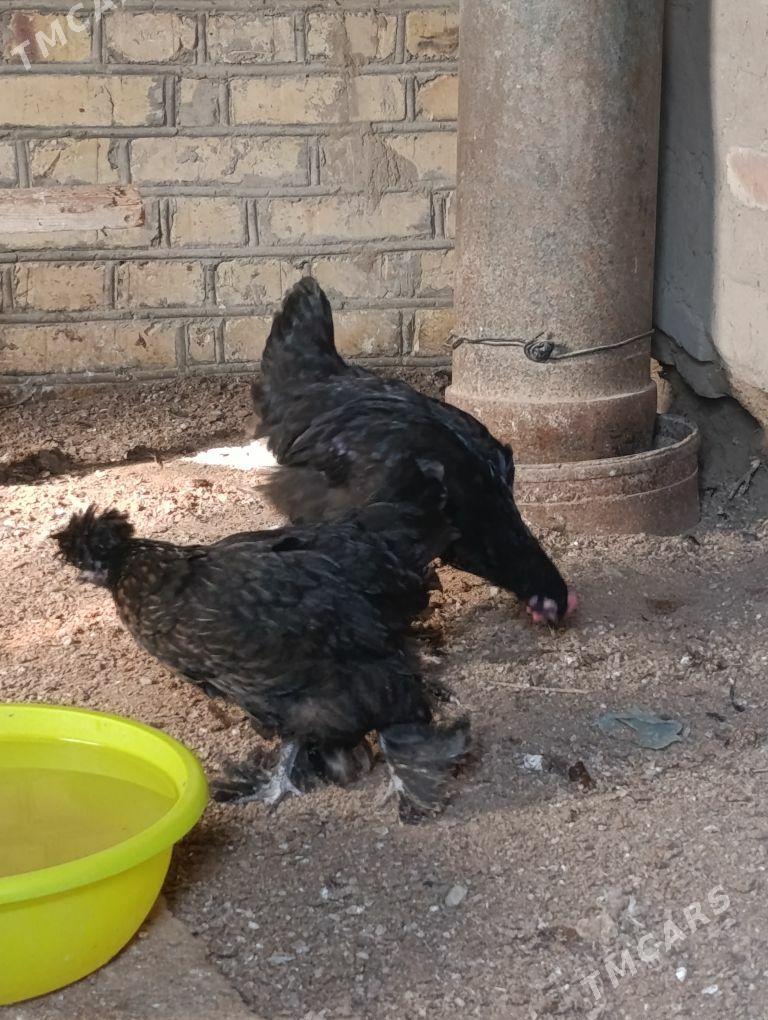 Товык - Мары - img 2