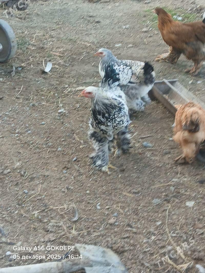 brama balgar - Gökdepe - img 3