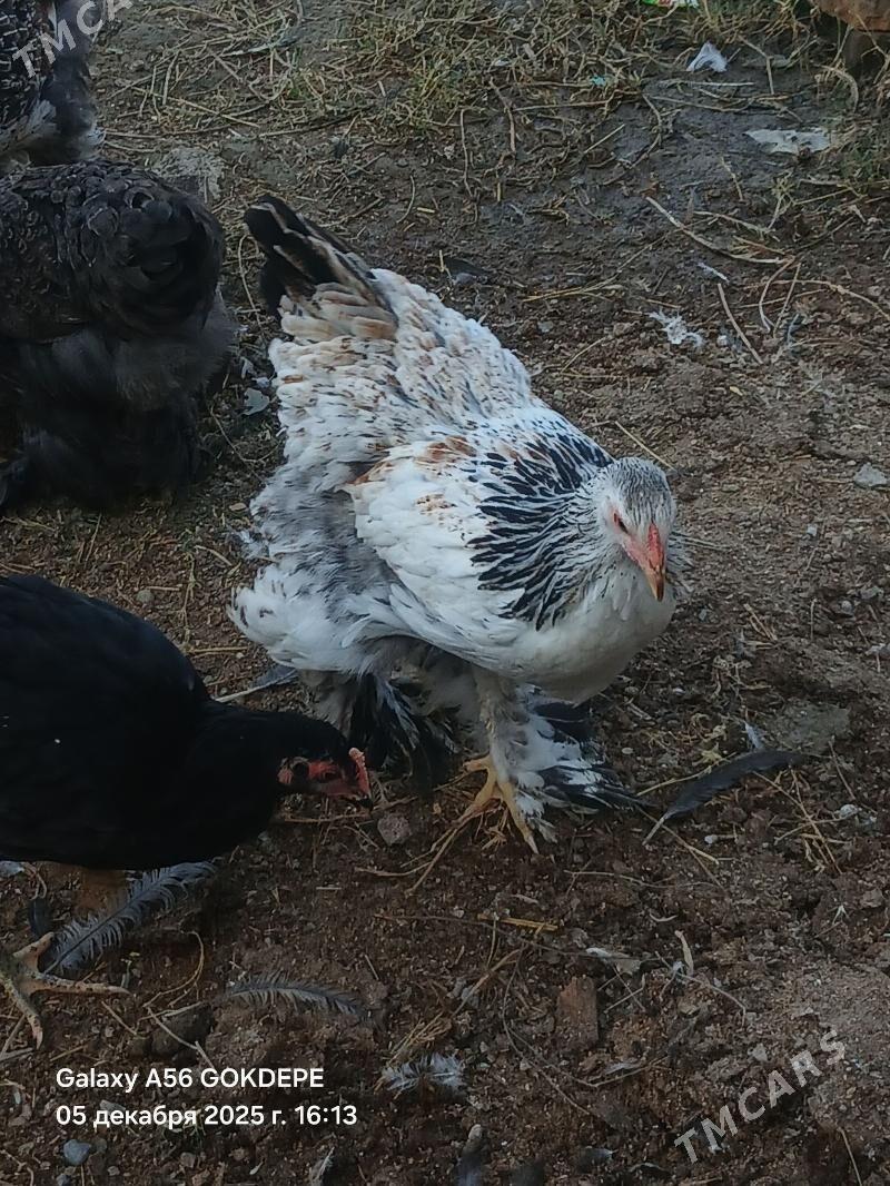 brama balgar - Gökdepe - img 2