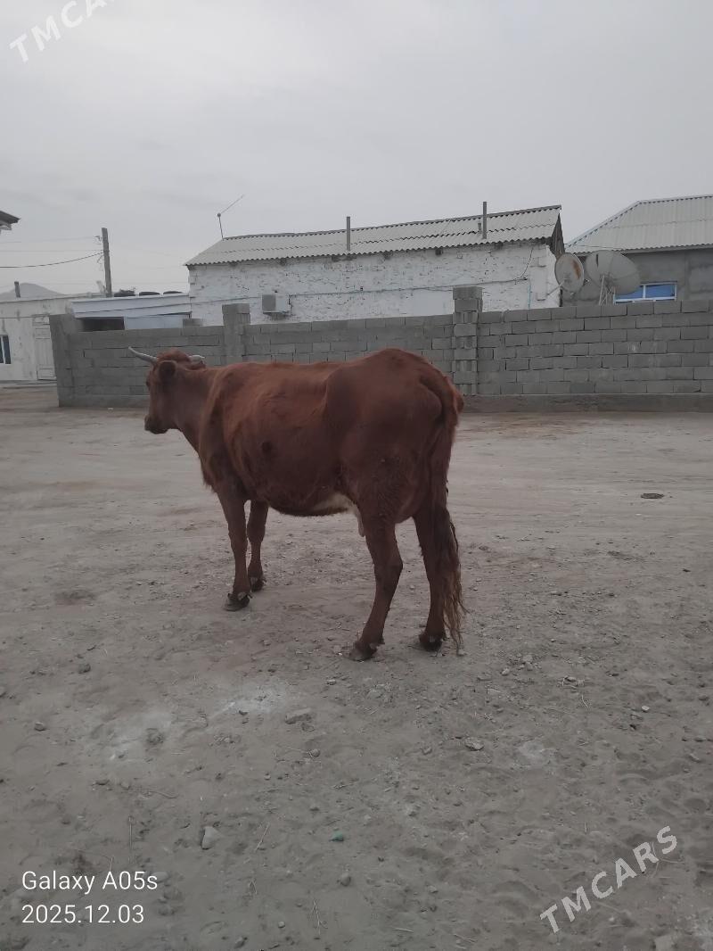 Göleli sygyr - Джебел - img 4