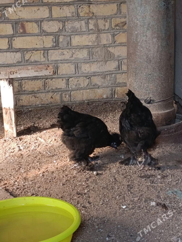 Товык - Мары - img 1