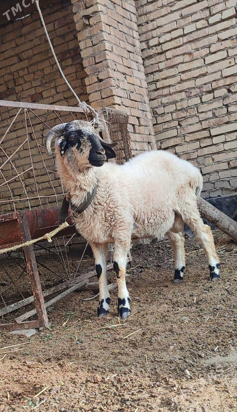 Şahly koçkar kuzy - Туркменабат - img 3