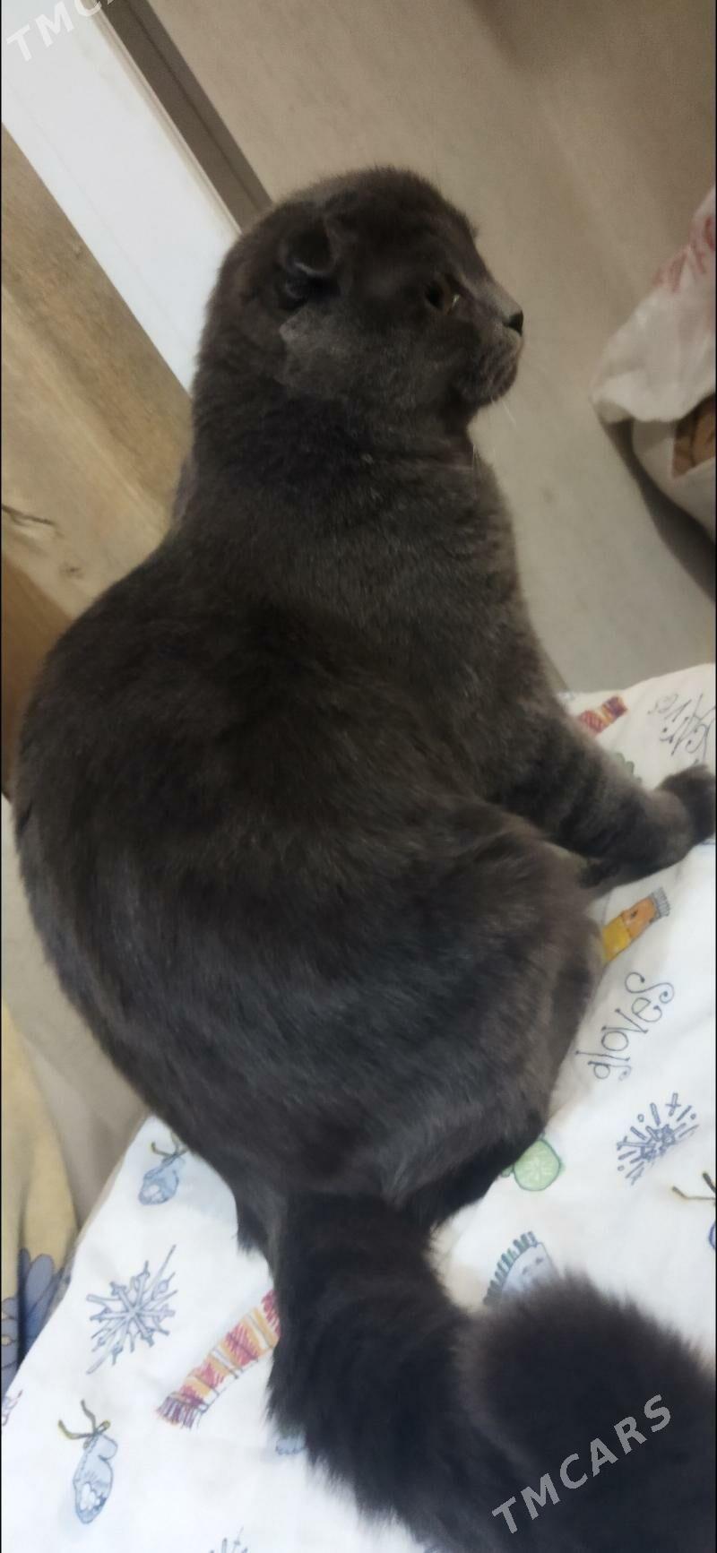 Кот для вязки - Туркменабат - img 8