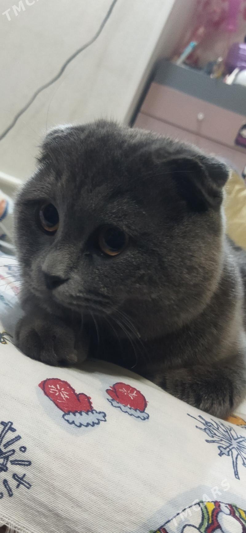 Кот для вязки - Туркменабат - img 5