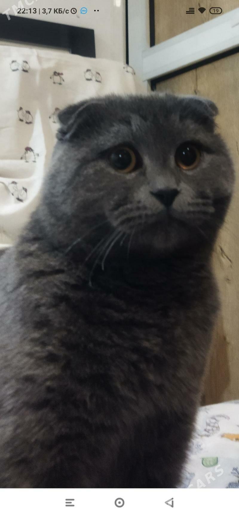 Кот для вязки - Туркменабат - img 3