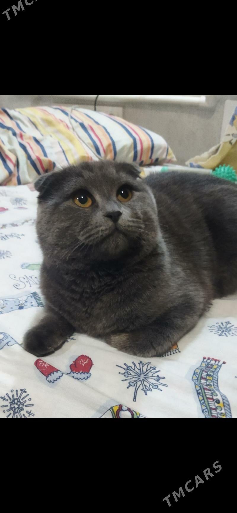 Кот для вязки - Туркменабат - img 2