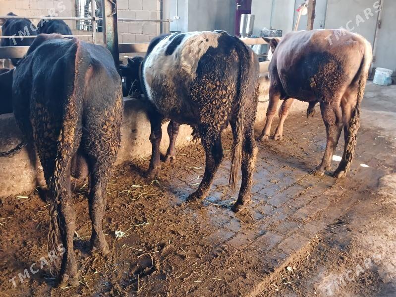 okuz - Яшлык - img 2