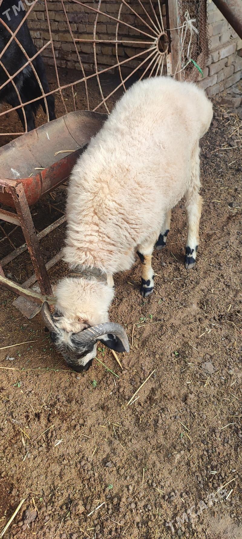 Şahly koçkar kuzy - Туркменабат - img 2
