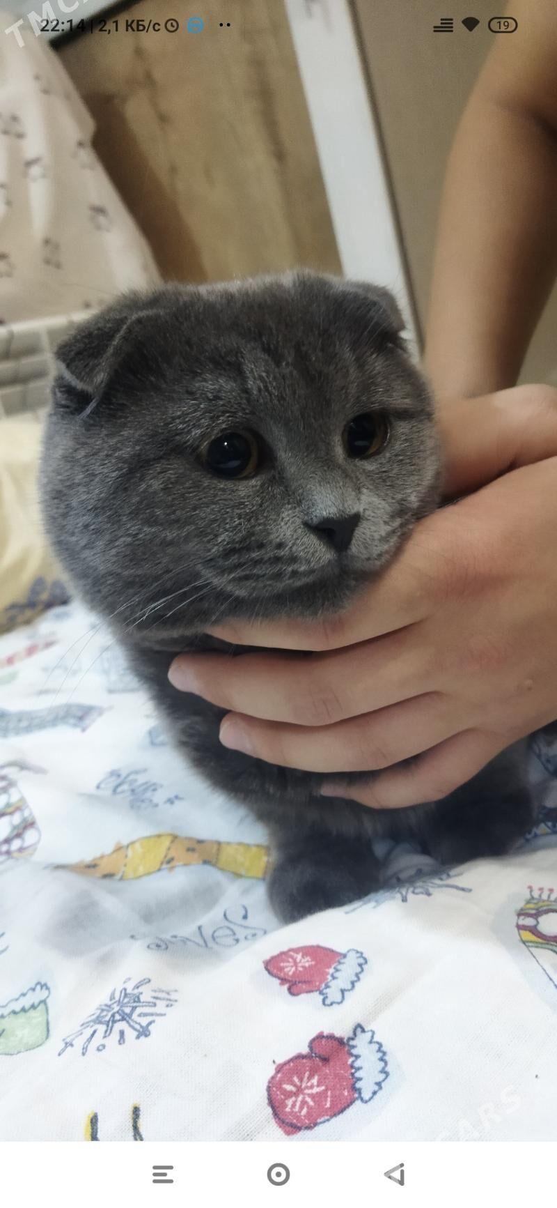 Кот для вязки - Туркменабат - img 7