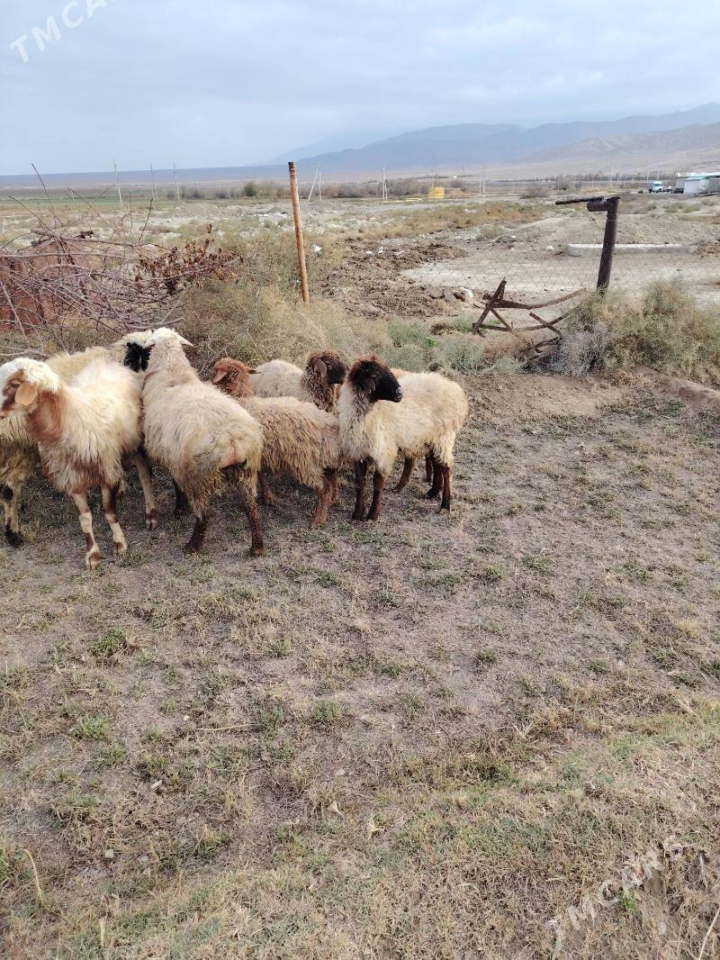 Tokly - Bäherden - img 5