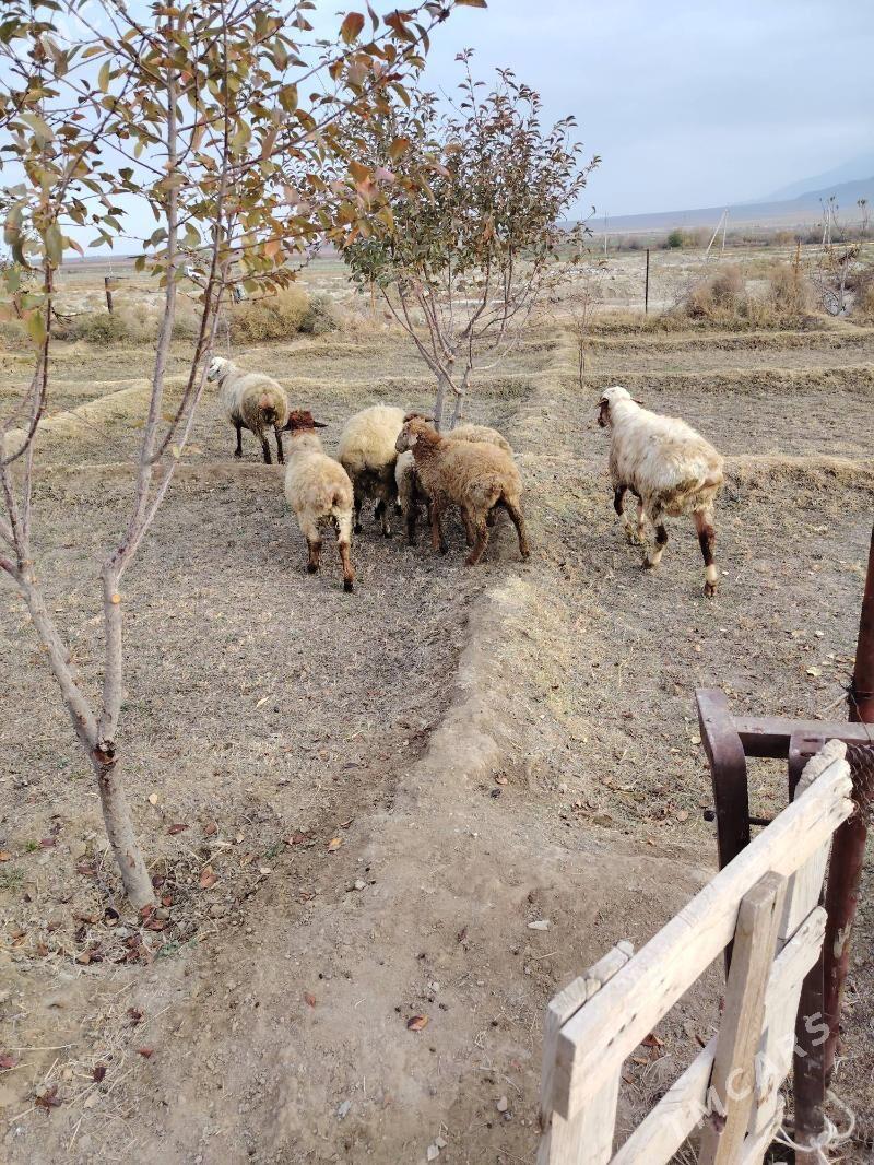 Tokly - Bäherden - img 4