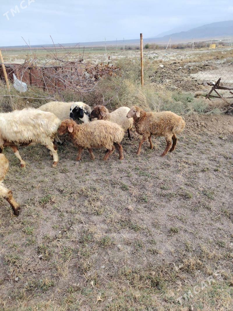 Tokly - Bäherden - img 2