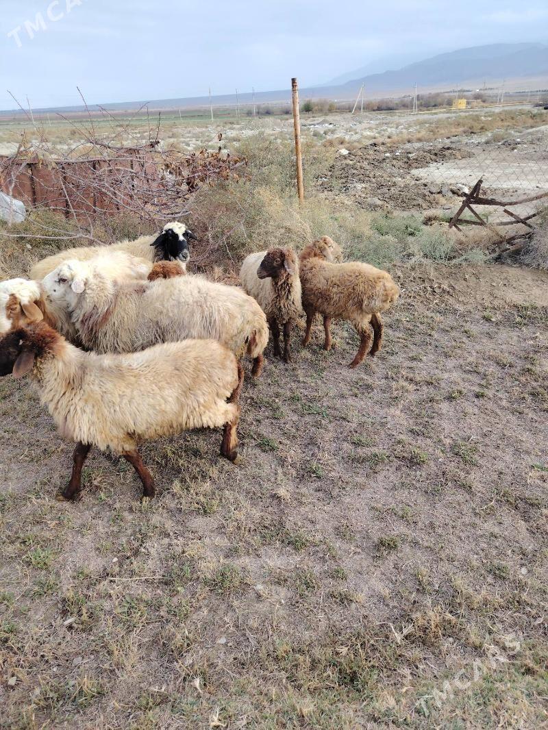 Tokly - Bäherden - img 3