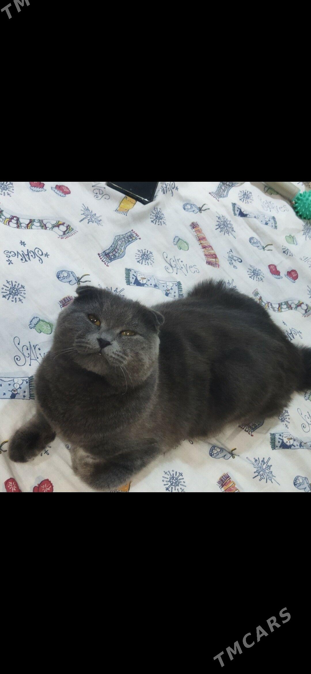 Кот для вязки - Туркменабат - img 6