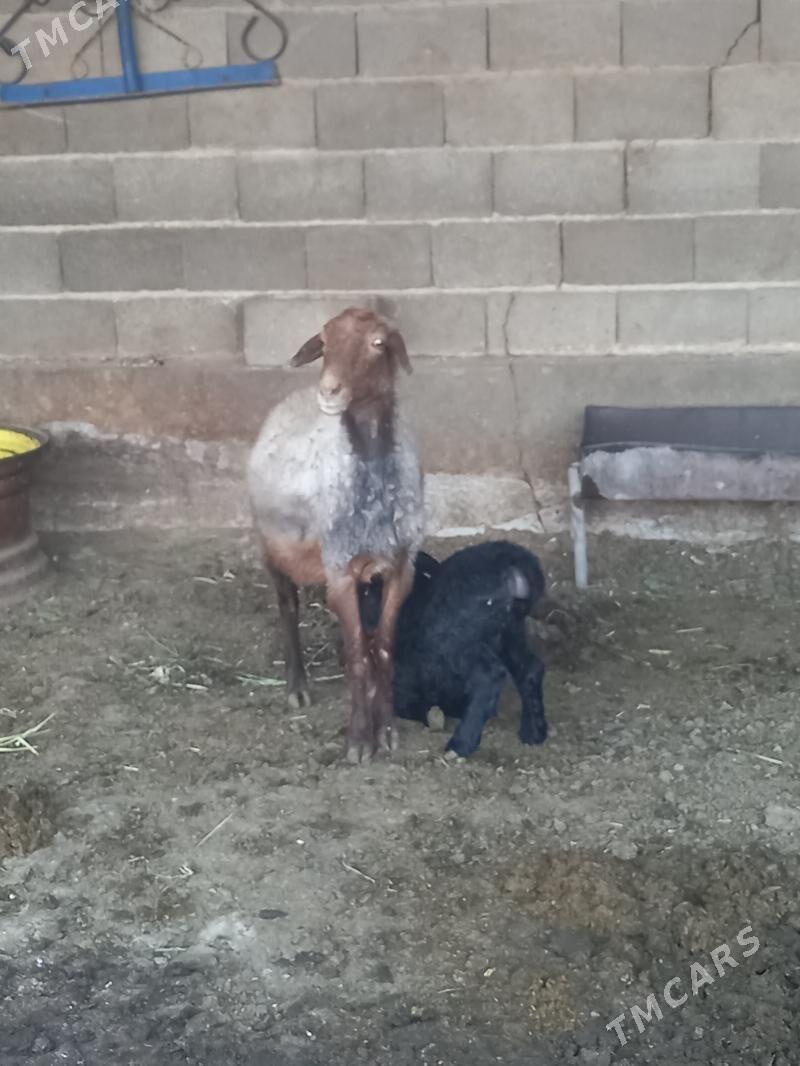 Guzuly goyun - Bäherden - img 4