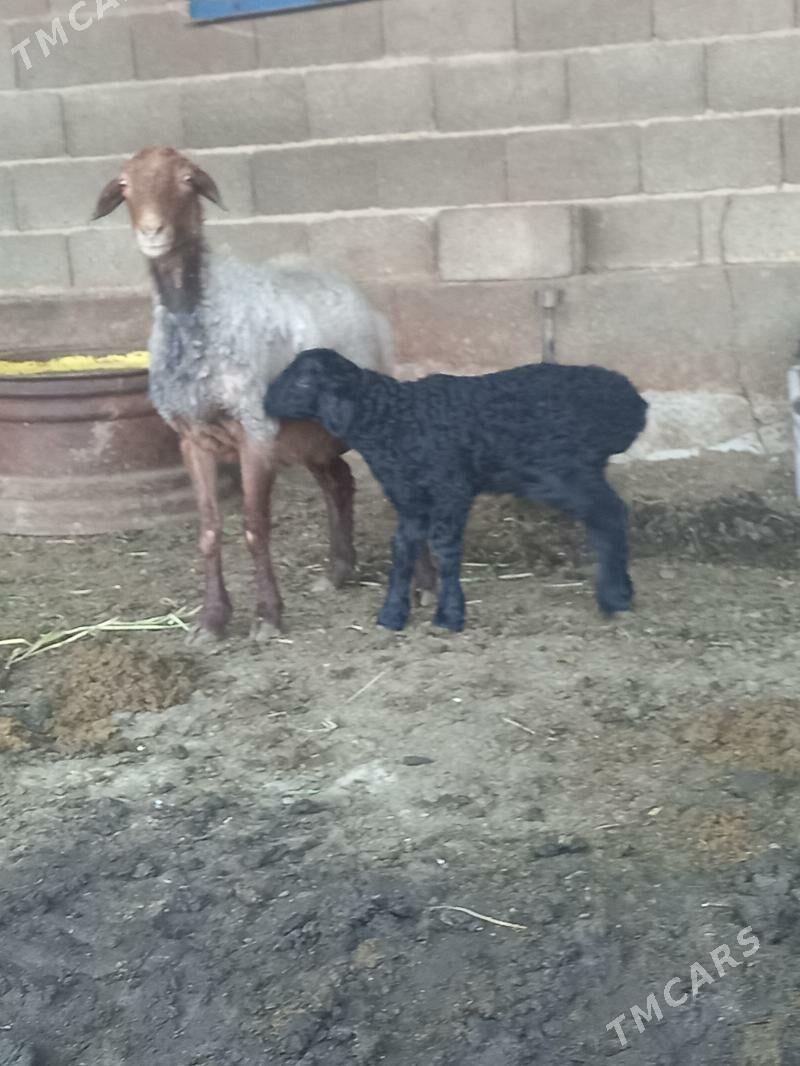 Guzuly goyun - Bäherden - img 2