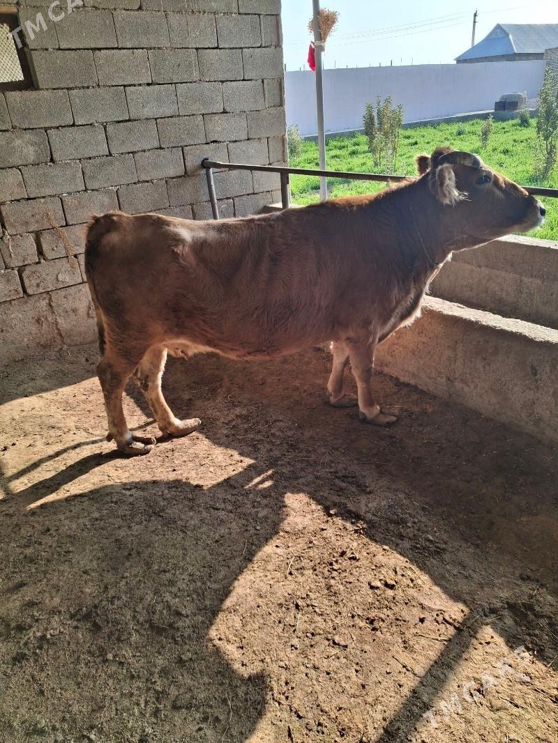 bakylgy sygyr - Gökdepe - img 3