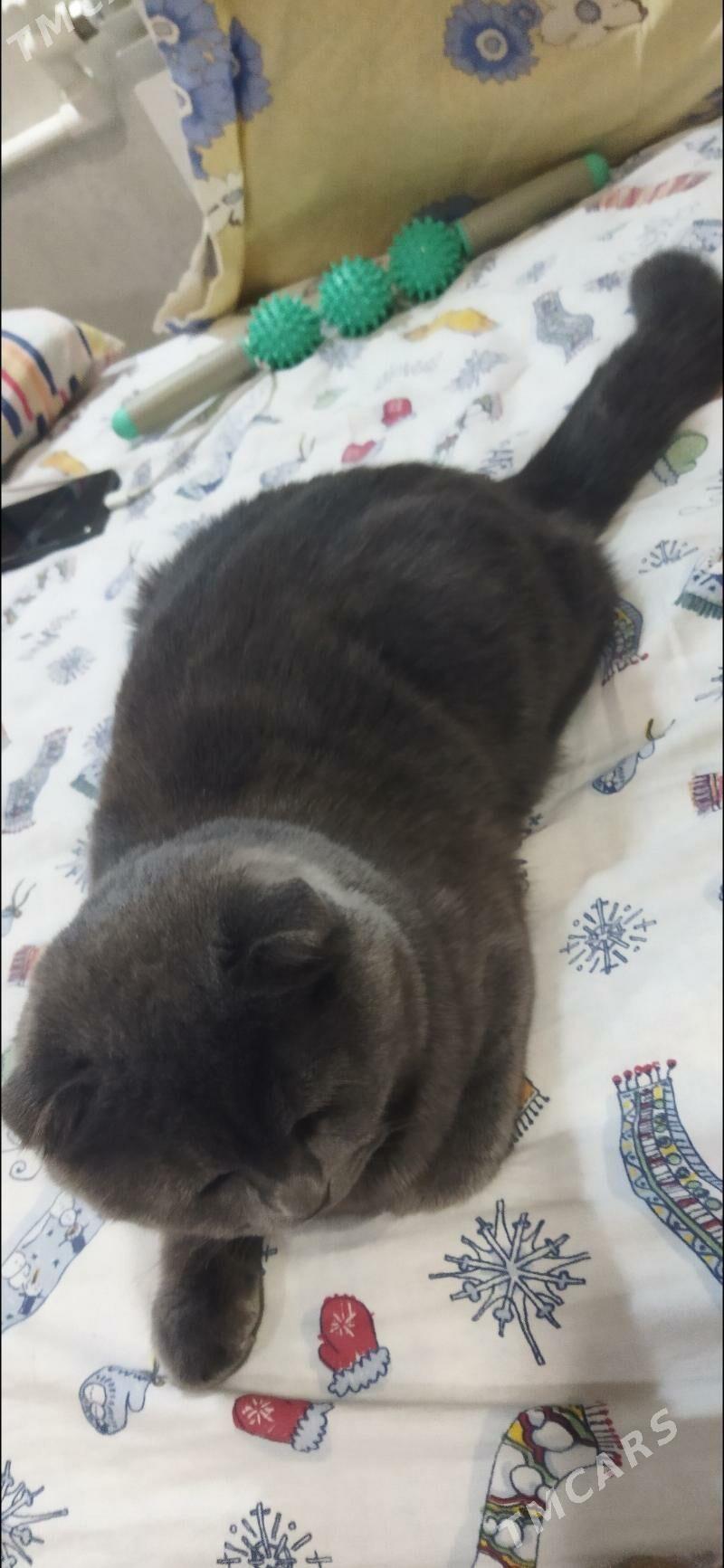 Кот для вязки - Туркменабат - img 4