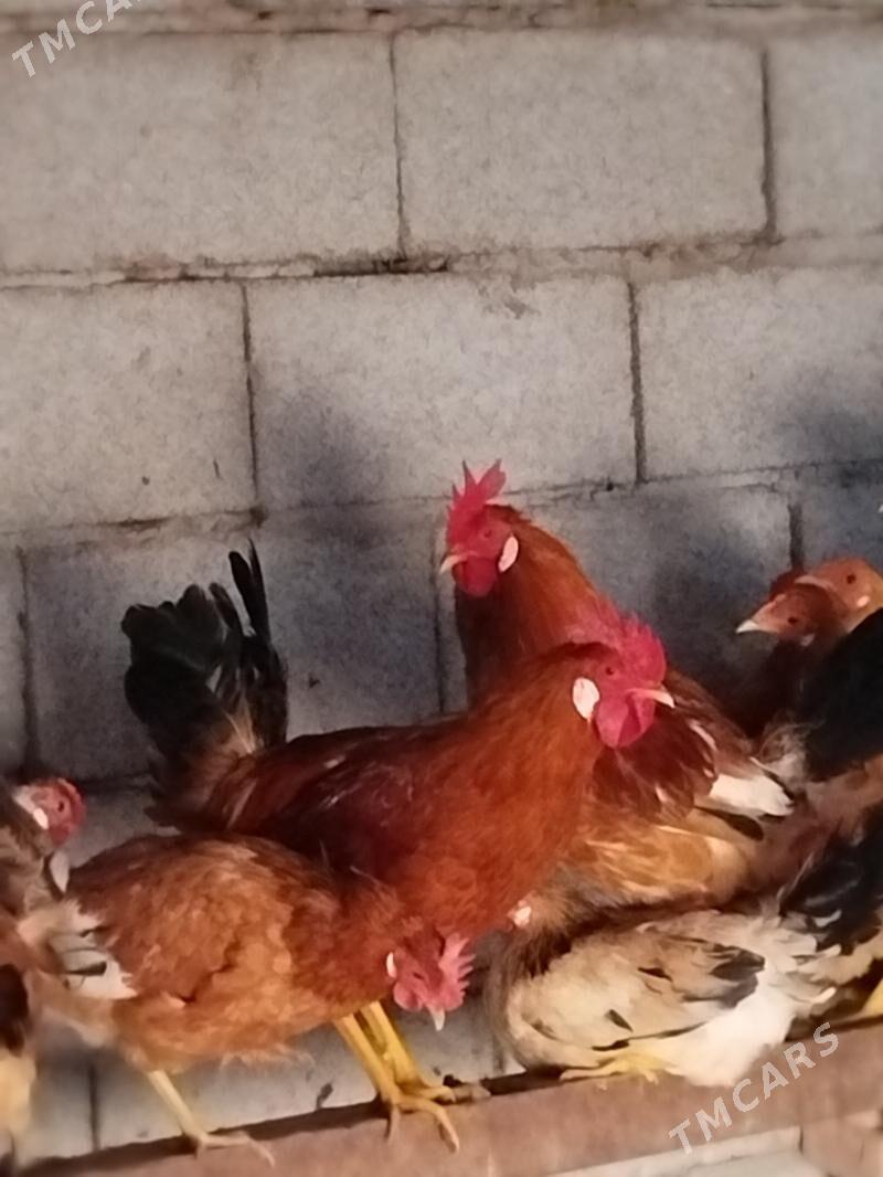 Horaz - Теджен - img 2