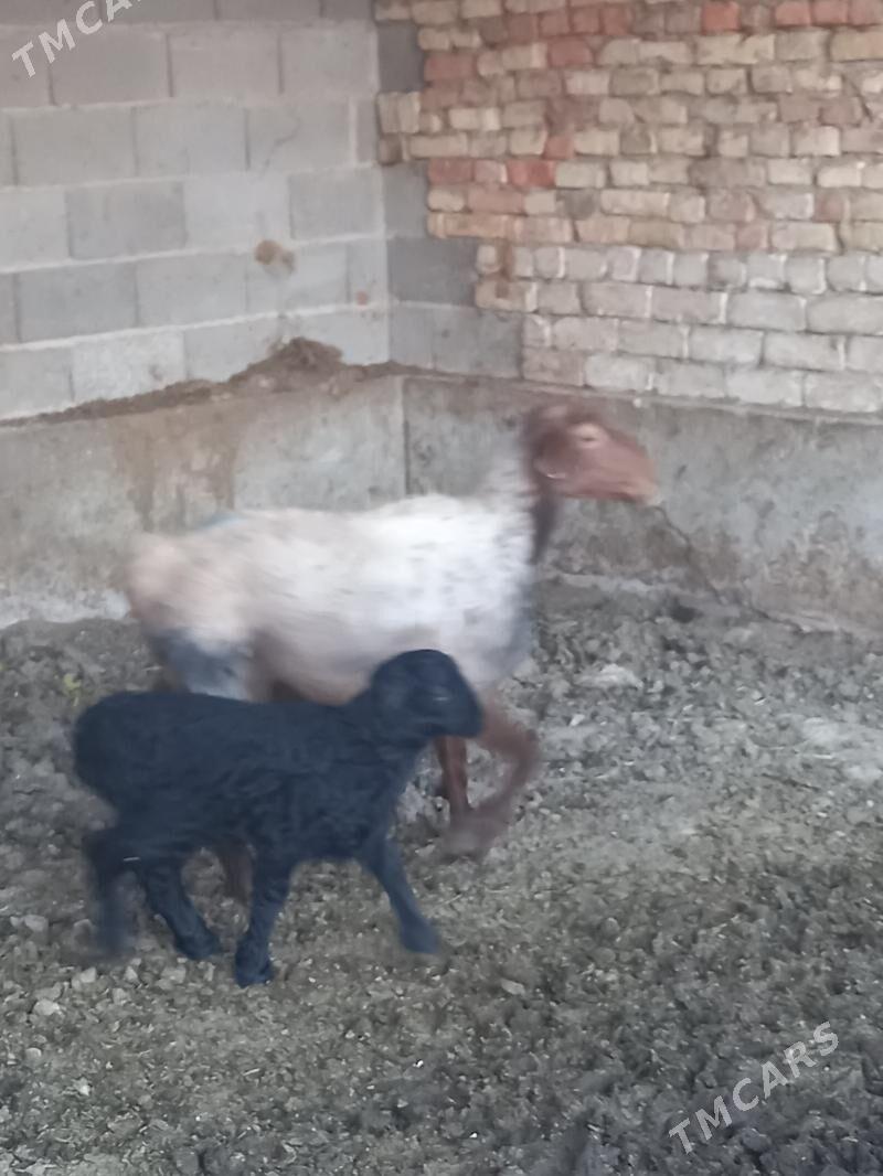 Guzuly goyun - Bäherden - img 3