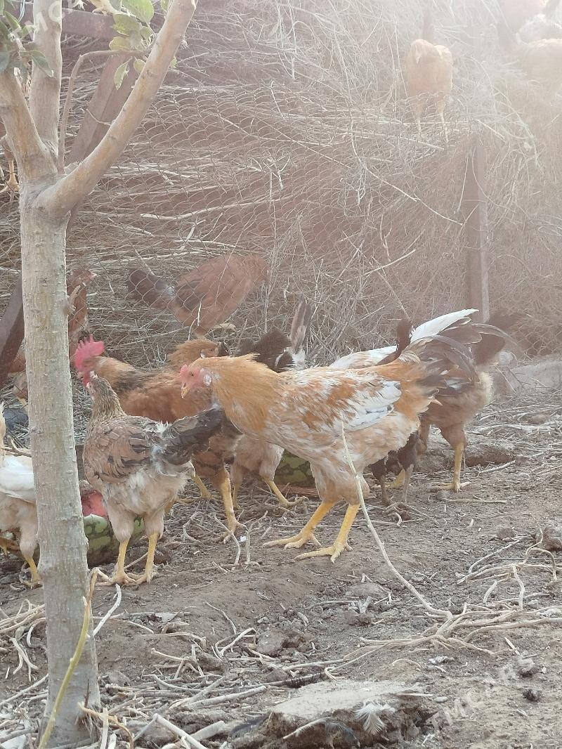 Horaz - Теджен - img 5