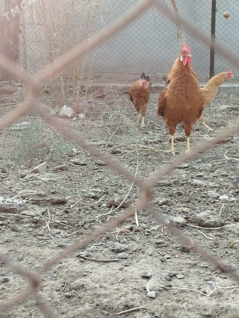 Horaz - Теджен - img 4