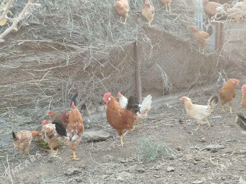 Horaz - Теджен - img 6