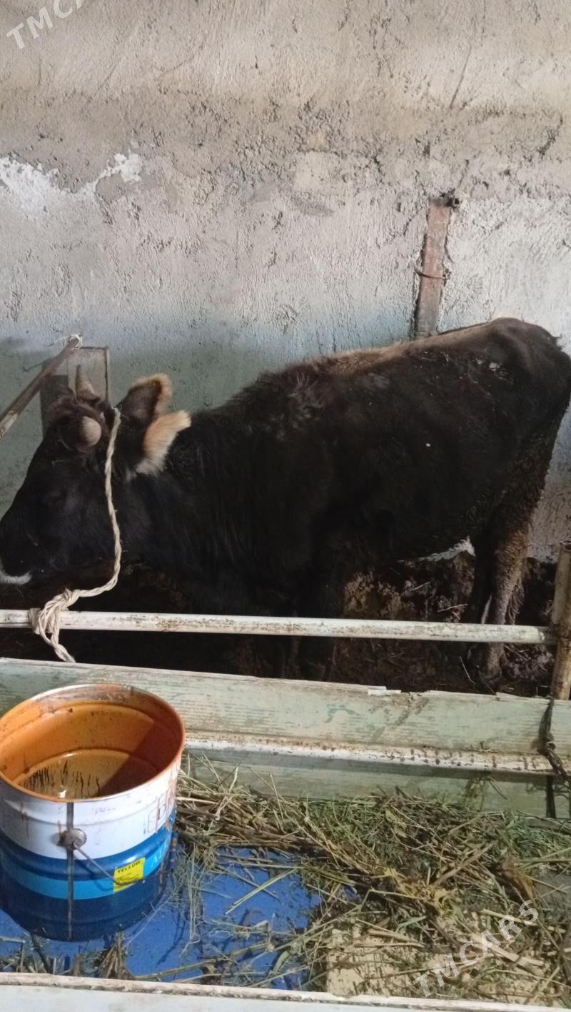 Tüwe mal - Анев - img 2