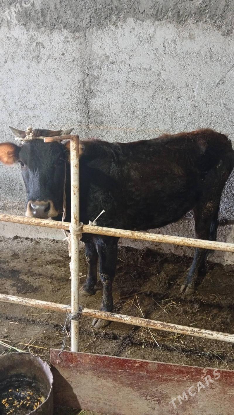 Tüwe mal - Анев - img 3