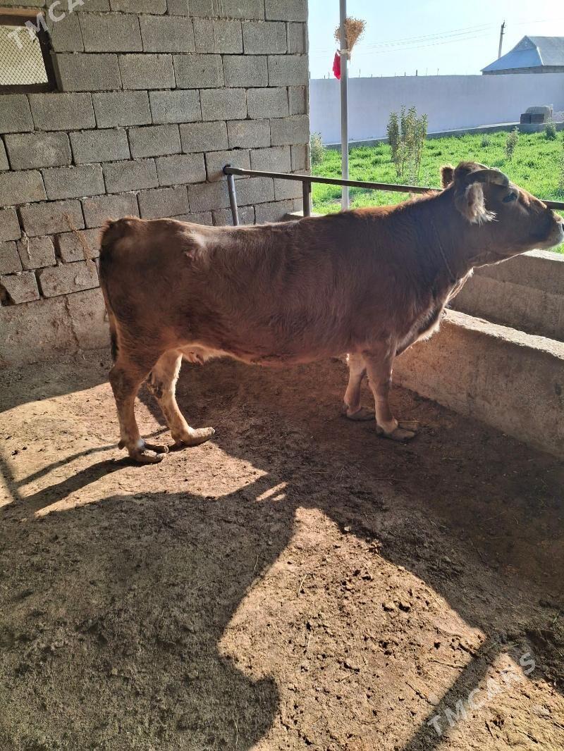 bakylgy sygyr - Gökdepe - img 2