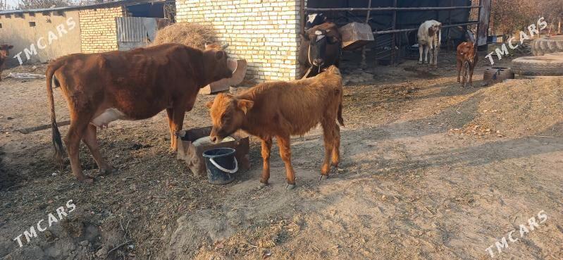 Öküzçe 5/6 Aÿlyk - Sakarçäge - img 2