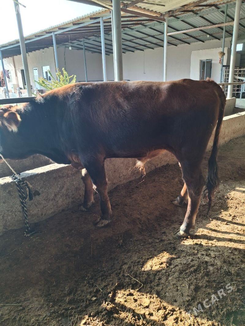 okuz - Гёкдепе - img 3