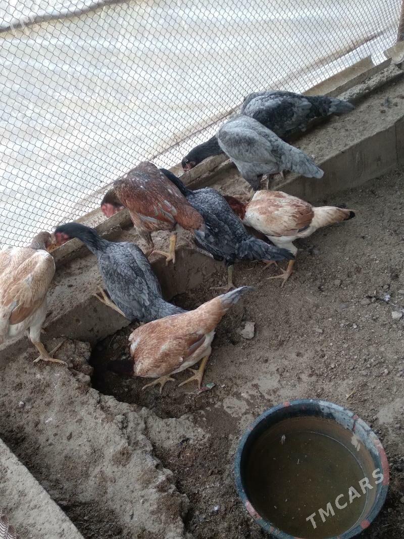 baysow towuk - Чарджоу - img 6