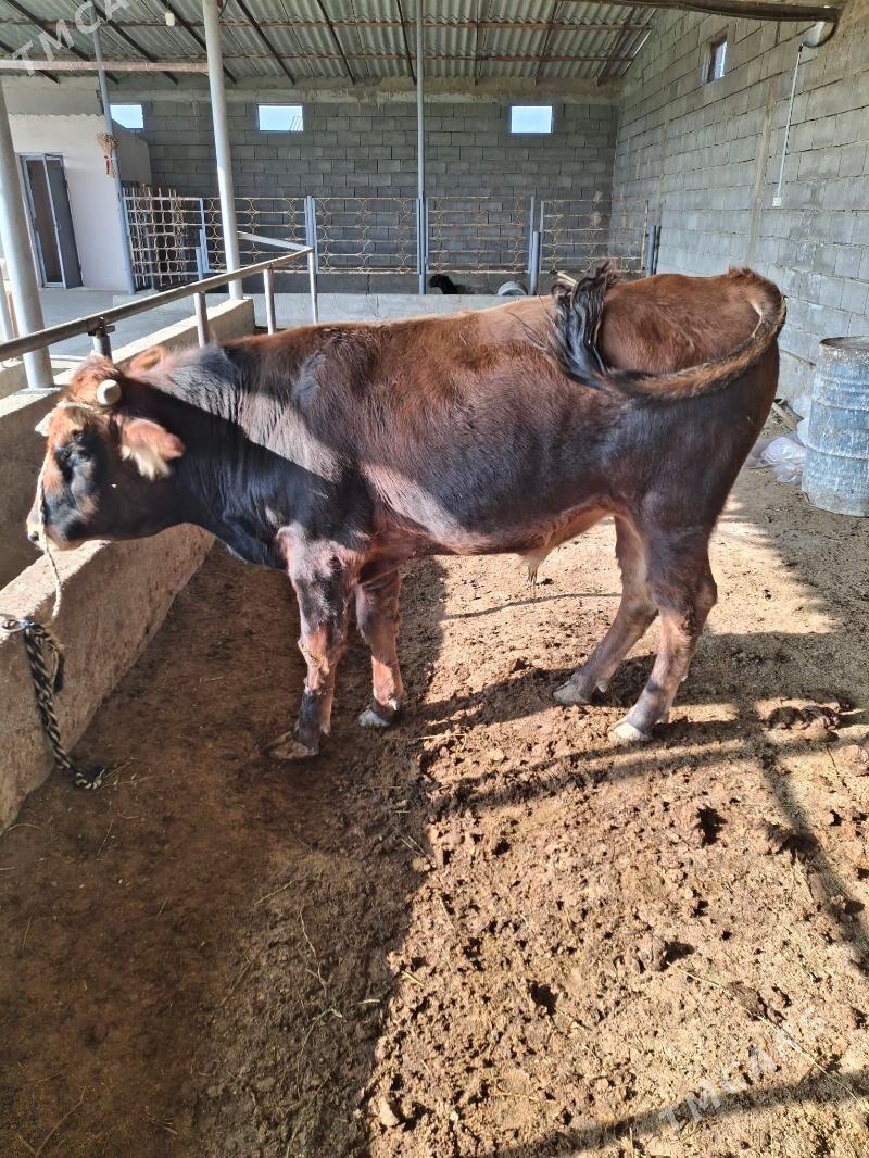 okuz - Гёкдепе - img 2