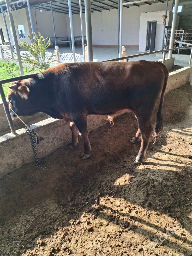 okuz - Гёкдепе - img 4