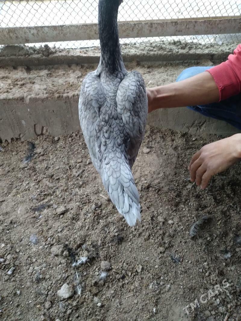 baysow towuk - Чарджоу - img 3