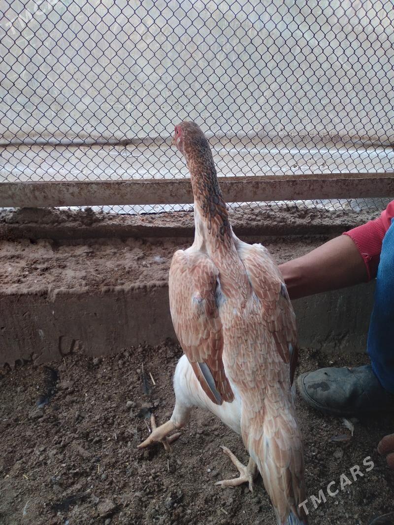 baysow towuk - Чарджоу - img 5