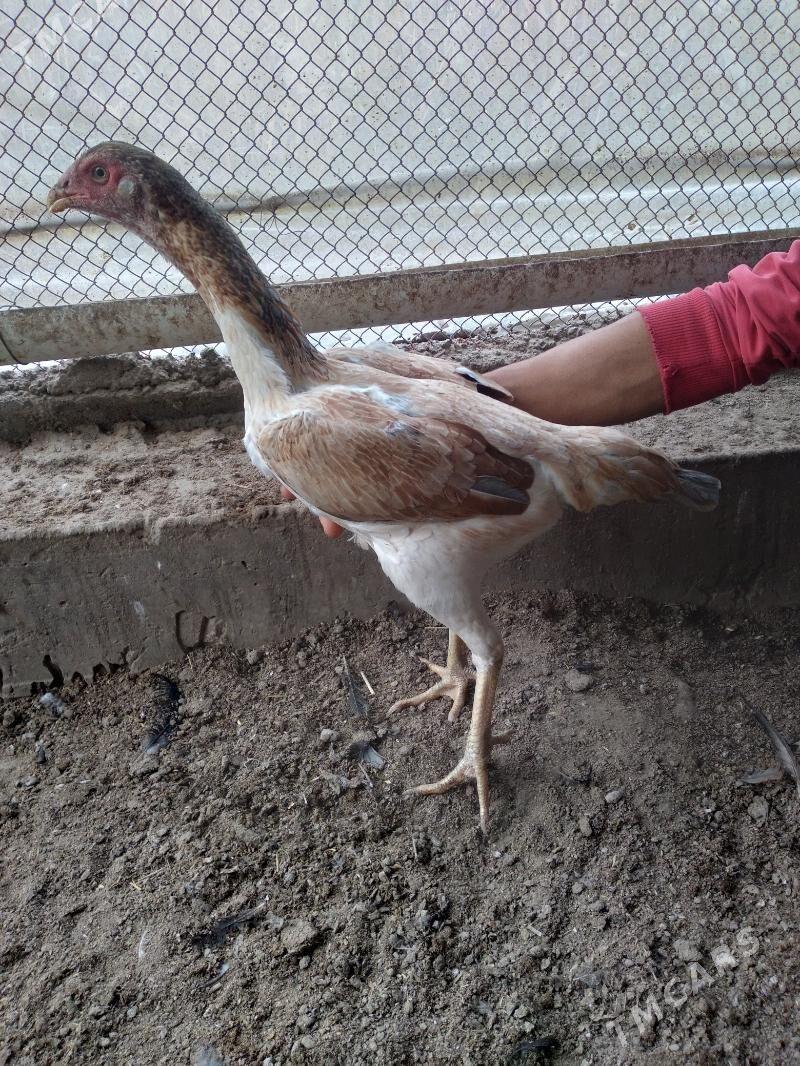 baysow towuk - Чарджоу - img 4