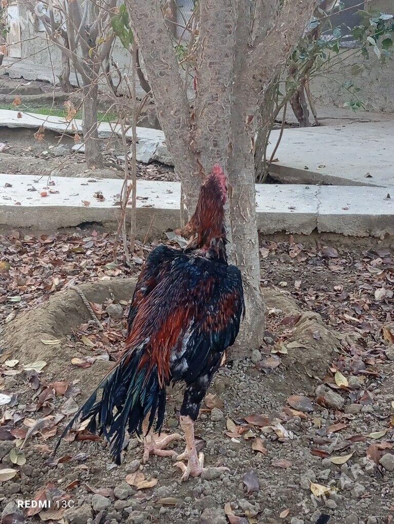 Taşkent - Bäherden - img 2