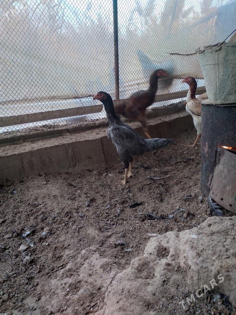 baysow towuk - Чарджоу - img 8