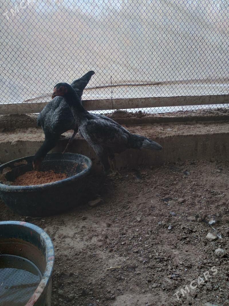 baysow towuk - Чарджоу - img 7