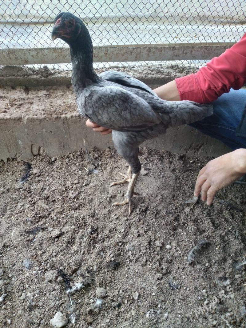 baysow towuk - Чарджоу - img 2