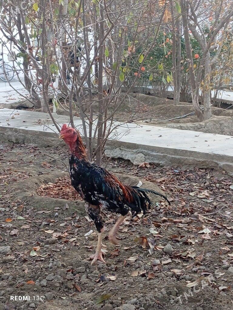 Taşkent - Bäherden - img 3