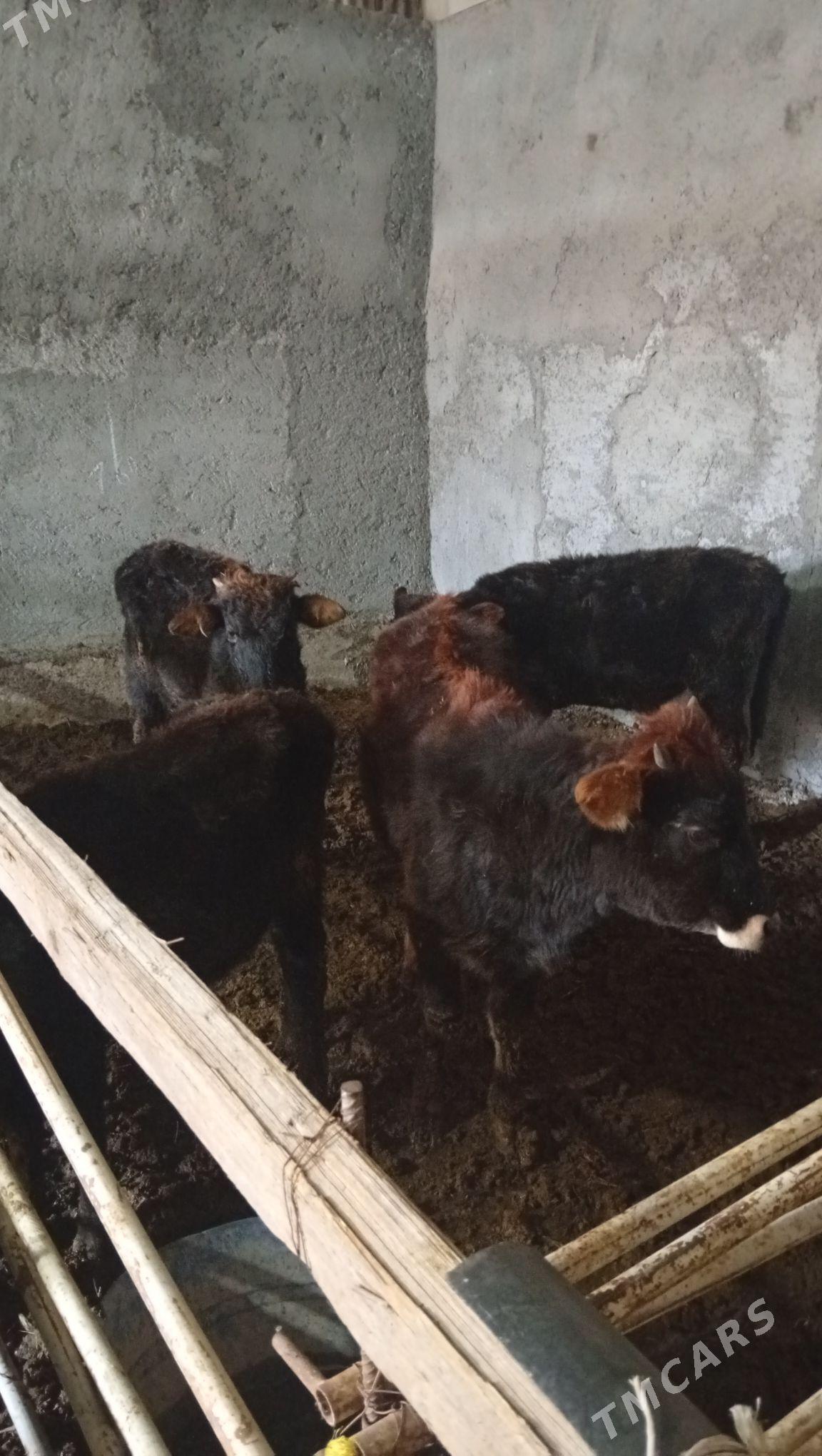 Şwet tohum tüwe mal - Änew - img 2